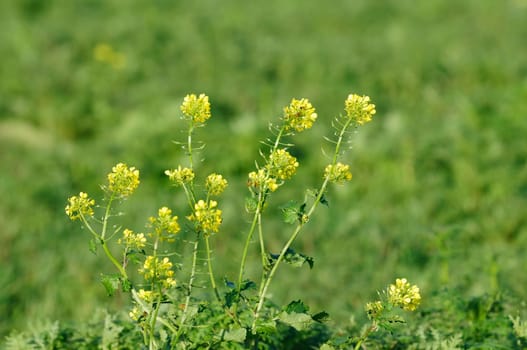 Winter oilseed rape