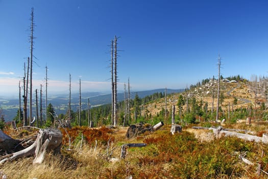 Forest dieback due to bark beetle infestation at the high forest of the Dreisesselberg on the border with the Czech Republic,Bavarian Forest / Sumava National Park,Germany/ Czech Republic