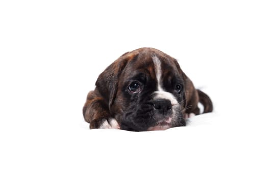 Boxer puppy with white background
