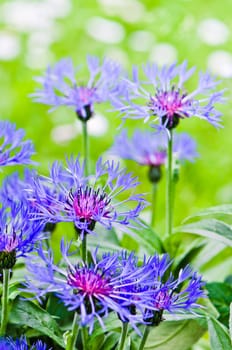 Beautiful cornflowers in the meadow, close-up