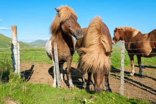 Icelandic horses on the grass