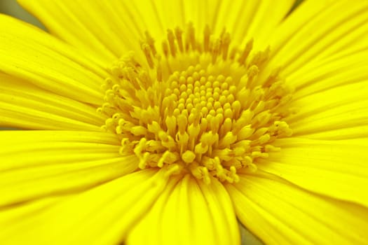close up Mexican Sunflower Weed in garden, summer Thailand
