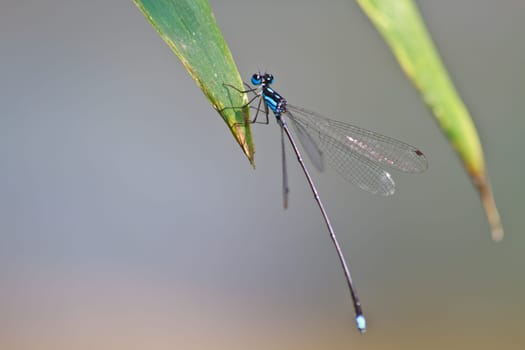 damselfly resting on branch over river in forest