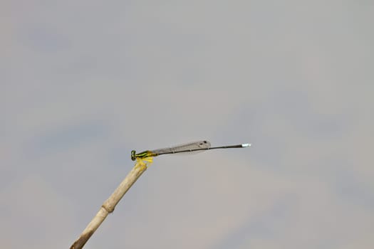 damselfly resting on branch over river in forest