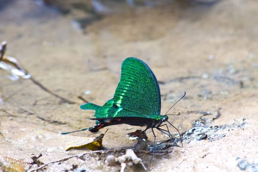 Butterflies are absorption minerals on the ground in forest