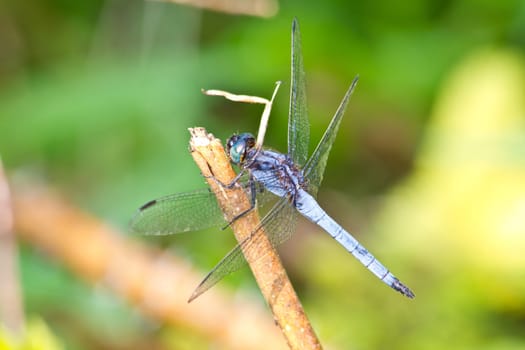 dragonfly on tree branch in wild nature