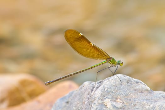 damselfly resting on stone over river in forest