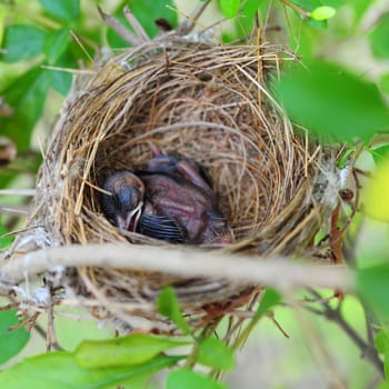 Baby Birds in Nest