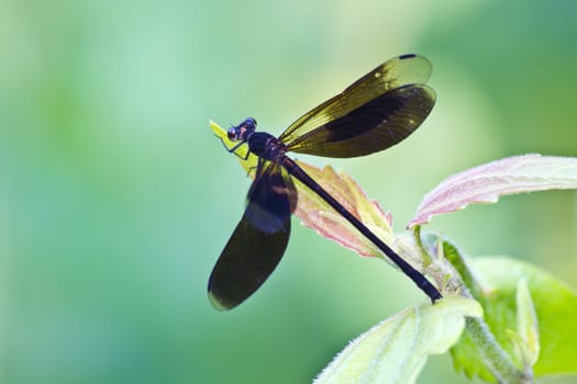dragonfly on tree branch in wild nature