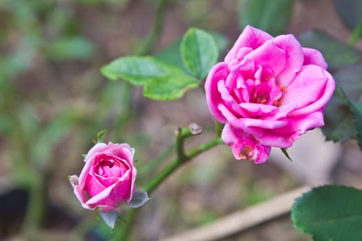 Close up Beautiful pink rose in garden