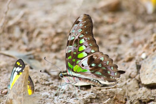 Butterflies are absorption minerals on the ground in forest