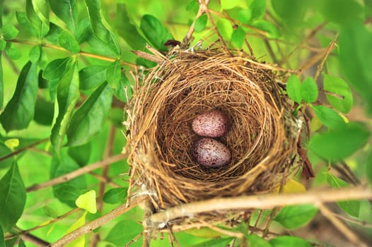 Bird Nest With Two Eggs
