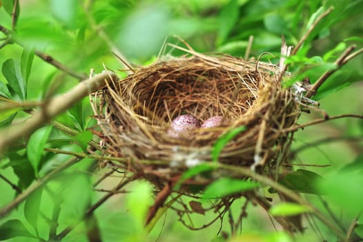 Bird Nest With Two Eggs