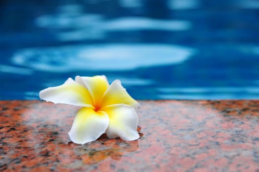 Frangipani flowers on the poolside