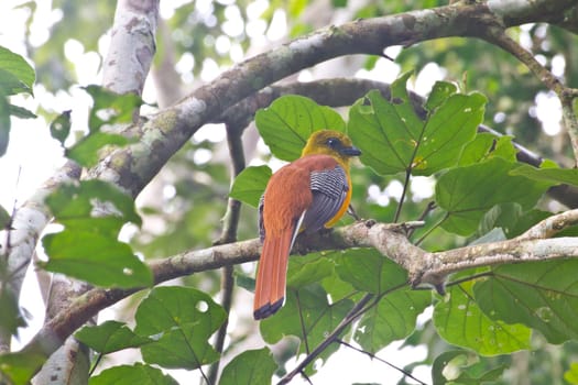Bird watching in forest, Orange-breasted Trogon .in nature
