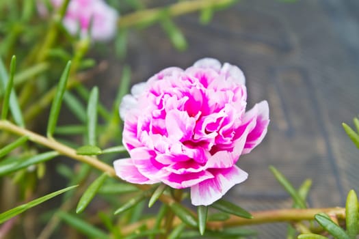 Portulaca flowers, beautiful flowers commonly found in Thailand