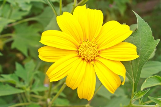 close up Mexican Sunflower Weed in garden, summer Thailand
