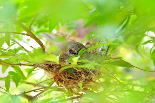 Bird Guarding Eggs on Nest