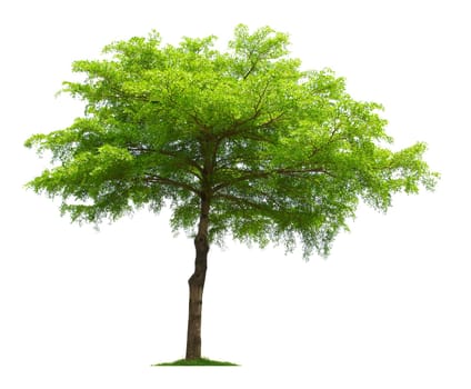 Tree isolated on white