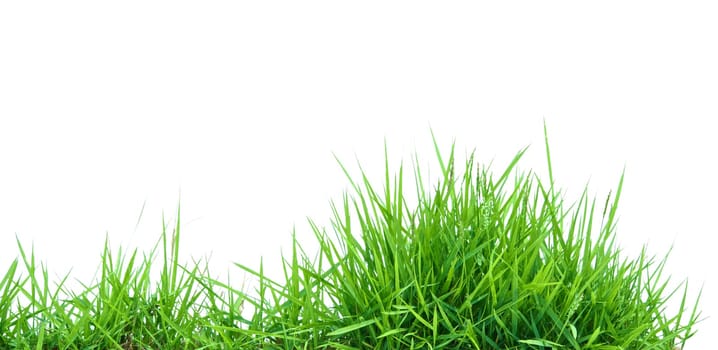 grass
