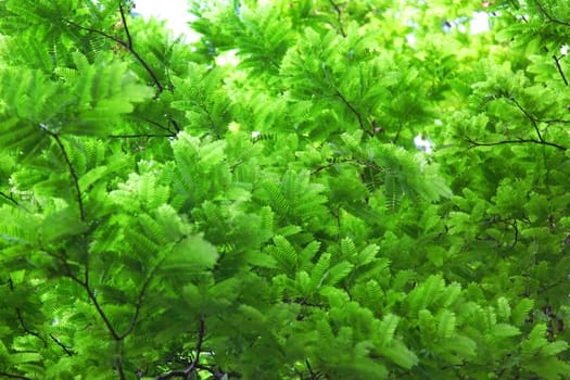 Tamarind leaves