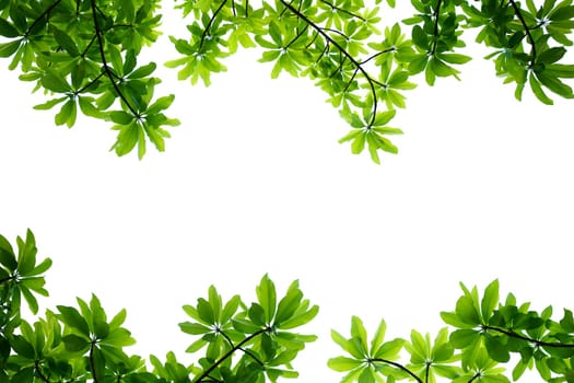 Spring leafs on white background.
