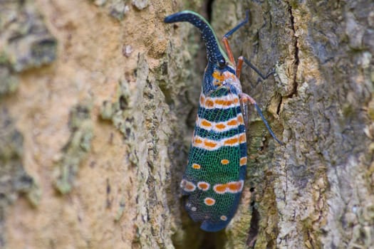 lanternflies insect, beauty insect on tree in forest