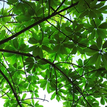 Spring leafs