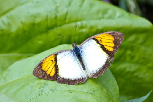 Butterfly on leaf, Ixias pyrene or Yellow Orange Tip species