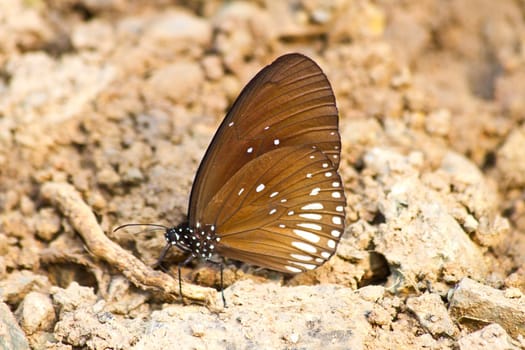 Butterflies are absorption minerals on the ground in forest