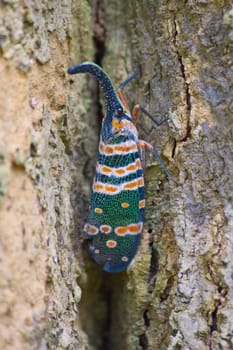 lanternflies insect, beauty insect on tree in forest