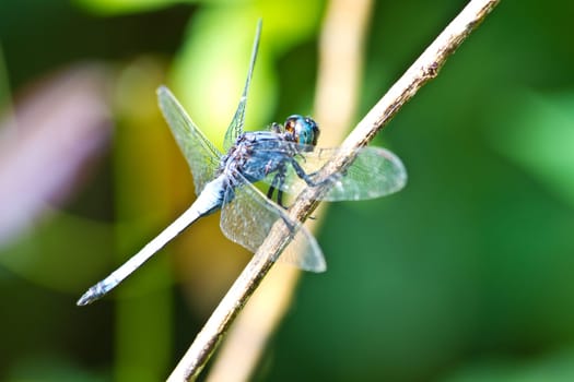 dragonfly on tree branch in wild nature