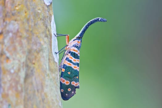 lanternflies insect, beauty insect on tree in forest