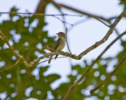 Bird watching in forest, Taiga Flycatcher    .in nature