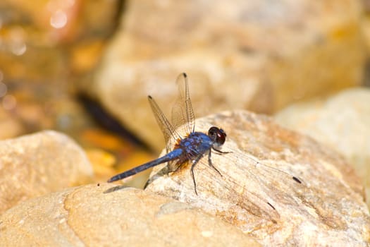 dragonfly resting on stone near river in forest