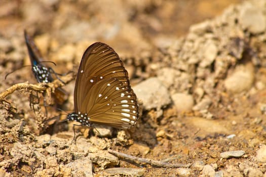 Butterflies are absorption minerals on the ground in forest