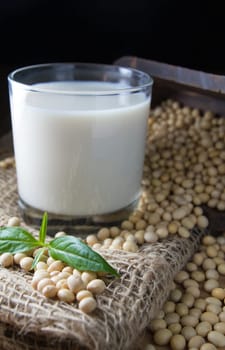 soy milk with soy beans background