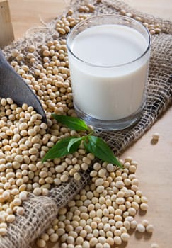soy milk with soy beans background