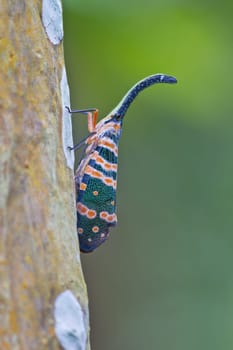 lanternflies insect, beauty insect on tree in forest