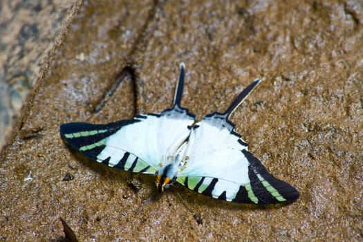 Butterflies are absorption minerals on the ground in forest