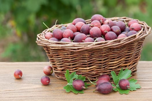 Willow basket with fresh gooseberries