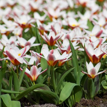 Beautiful tulips in Keukenhof Garden