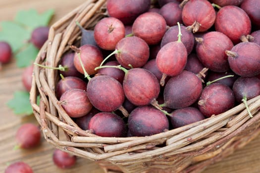 freshly picked gooseberries