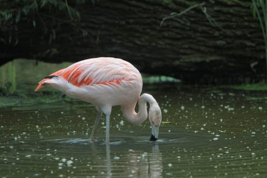 Flamingo