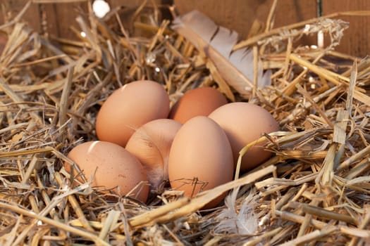 Free-range eggs