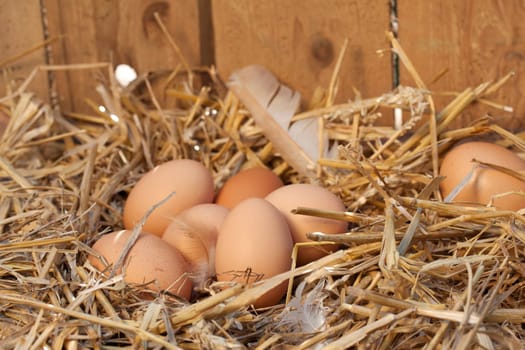 Nest with chicken eggs