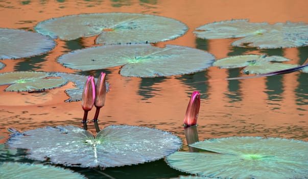 Water ballet