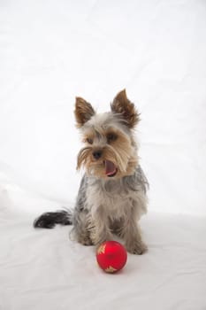 Lovely Yorkshire terrier is sitting with a red Christmas ball.