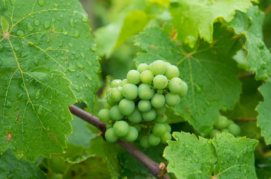 unripe green riesling grapes in the mosel valley in germany