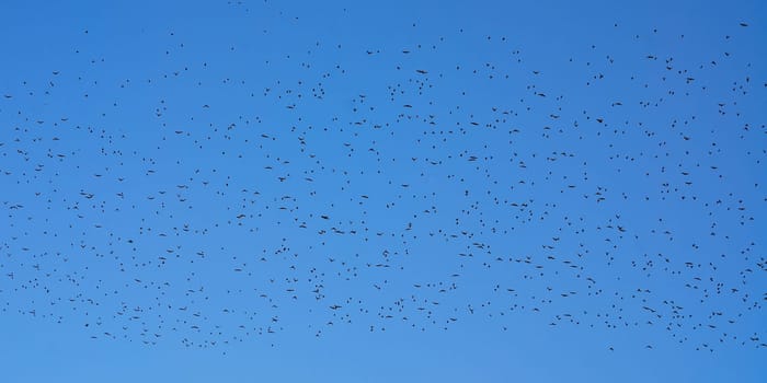 Flock of birds in the sky